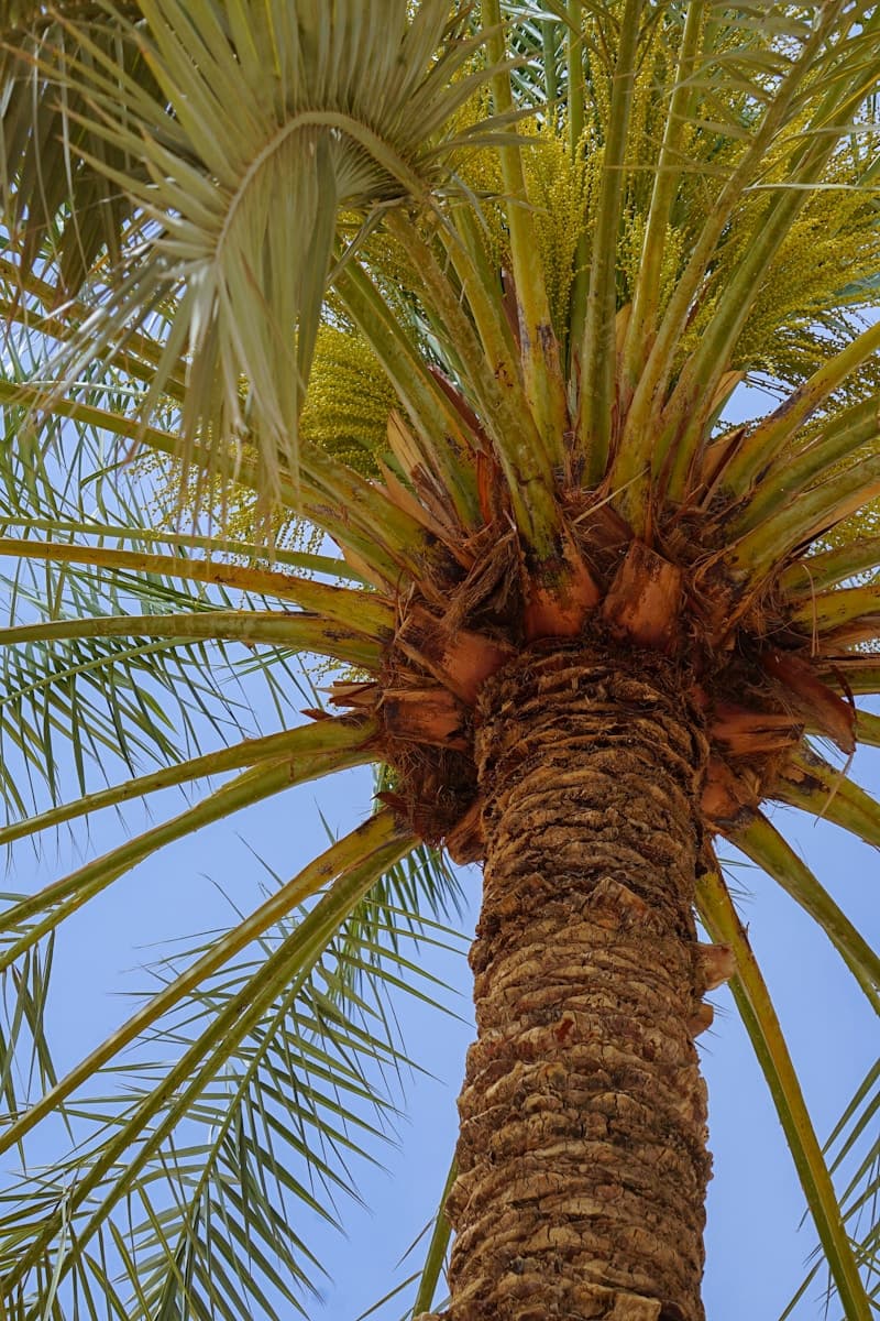 a palm tree with a blue sky in the background